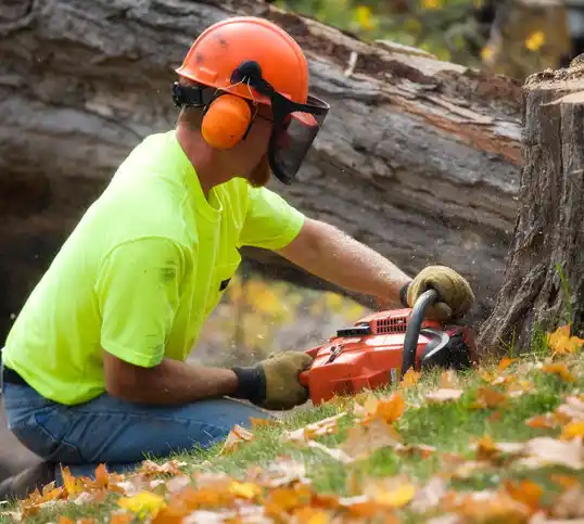 tree services Woodhaven